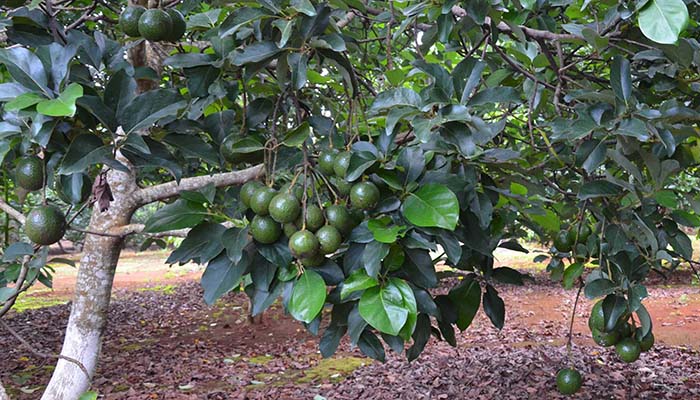 Giới thiệu cây bơ Booth – Có mấy giống bơ Booth (bơ bút)?_Nhanong24h