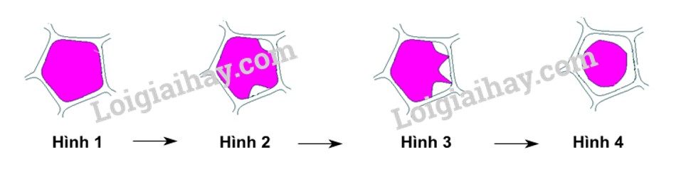 Bài 11. Thực hành: Thí nghiệm co và phản co nguyên sinh trang 71, 72 Sinh 10 Kết nối tri thức</>