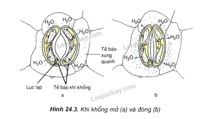 Bài 11. Thực hành: Thí nghiệm co và phản co nguyên sinh trang 71, 72 Sinh 10 Kết nối tri thức</>