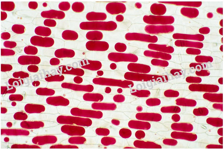 Bài 11. Thực hành: Thí nghiệm co và phản co nguyên sinh trang 71, 72 Sinh 10 Kết nối tri thức</>