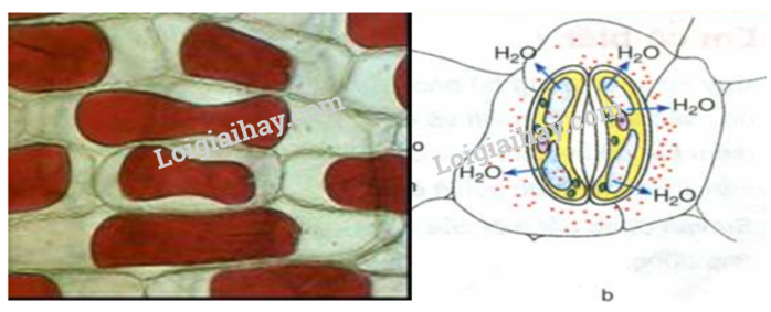 Bài 11. Thực hành: Thí nghiệm co và phản co nguyên sinh trang 71, 72 Sinh 10 Kết nối tri thức</>