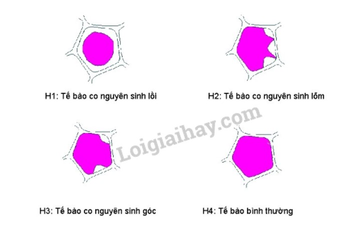 Bài 11. Thực hành: Thí nghiệm co và phản co nguyên sinh trang 71, 72 Sinh 10 Kết nối tri thức</>