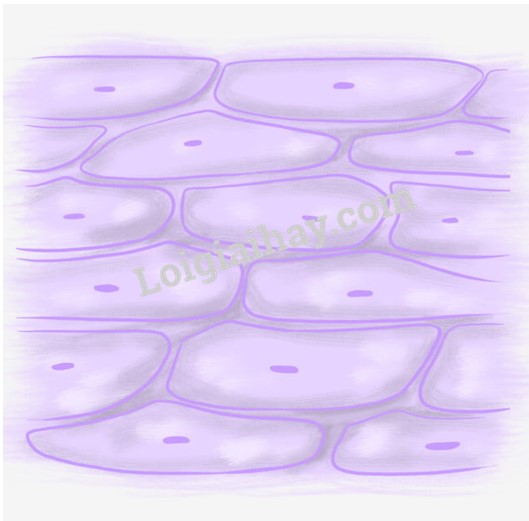 Bài 11. Thực hành: Thí nghiệm co và phản co nguyên sinh trang 71, 72 Sinh 10 Kết nối tri thức</>