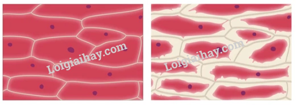 Bài 11. Thực hành: Thí nghiệm co và phản co nguyên sinh trang 71, 72 Sinh 10 Kết nối tri thức