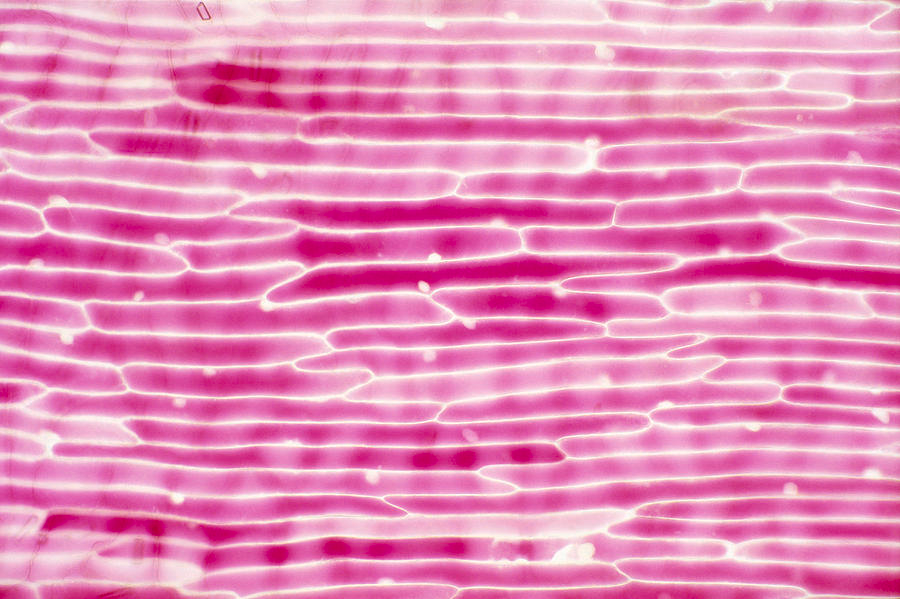 Bài 11. Thực hành: Thí nghiệm co và phản co nguyên sinh trang 71, 72 Sinh 10 Kết nối tri thức</>