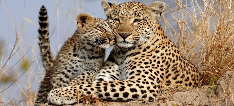 Cần sử dụng từ vựng về con báo đúng ngữ cảnh trong tiếng Anh. (Ảnh: Sưu tầm internet)