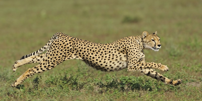 Con báo tiếng Anh là gì? Từ vựng về con báo trong tiếng Anh