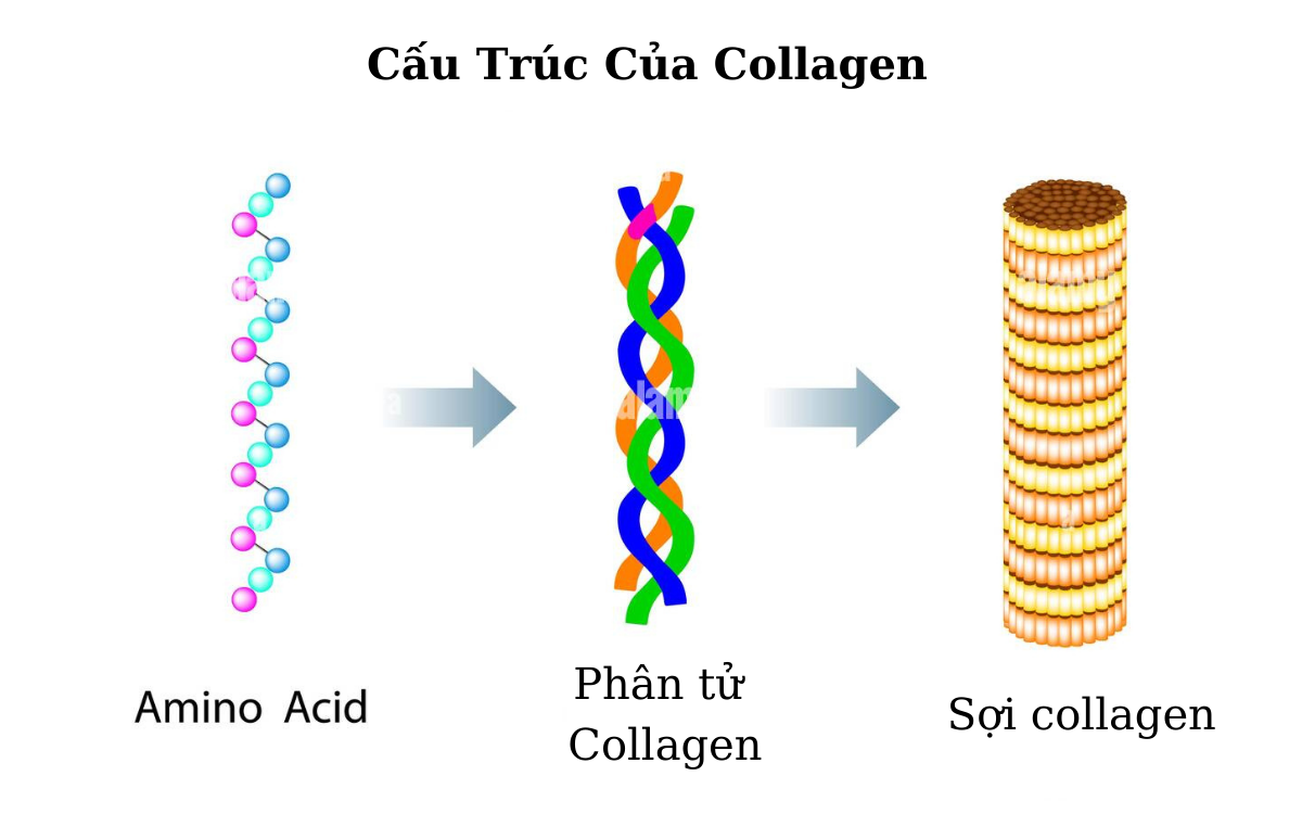 cau-truc-cua-collagen