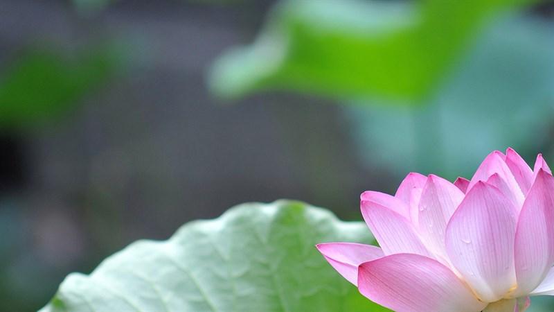 hình nền Powerpoint hoa sen 10