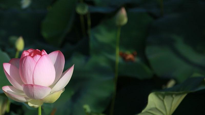 hình nền Powerpoint hoa sen 2