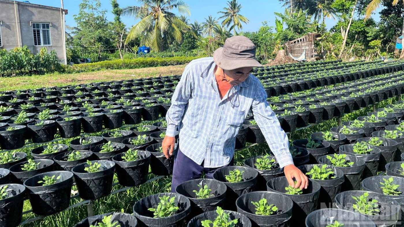 Vùng trọng điểm sản xuất hoa, cây kiểng Vĩnh Long tất bật vào vụ Tết