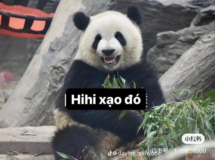 Không phải lạnh lùng đâu, tại gấu trúc hay suy nghĩ