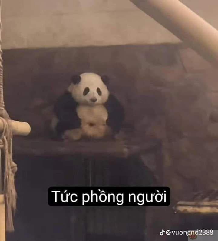 Một ánh mắt gấu trúc đủ làm dịu cả ngày