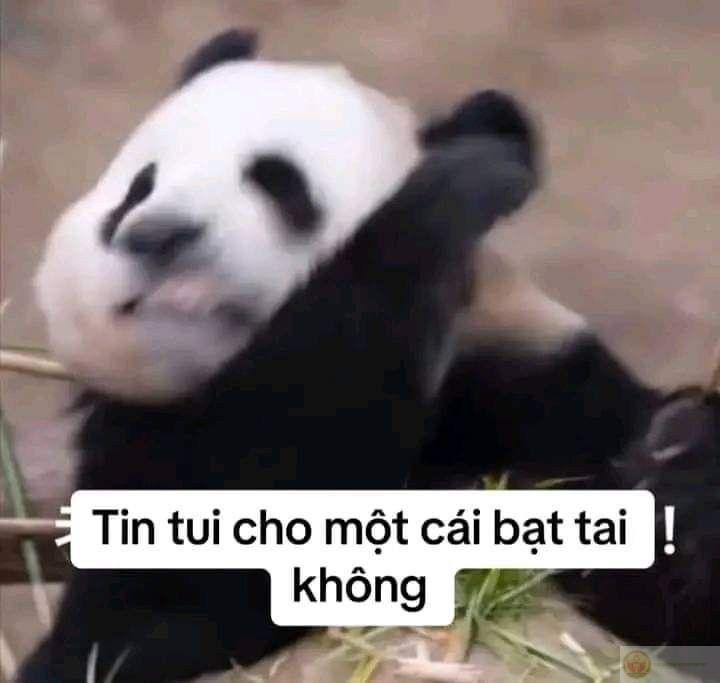 Tin tui cho một cái bạt tai không