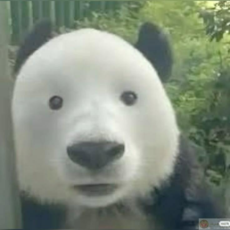 Ai làm gì gấu trúc vậy, sao thấy buồn buồn?