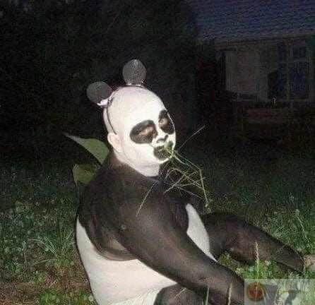 Ai thương gấu trúc thật lòng sẽ hiểu từng ánh nhìn