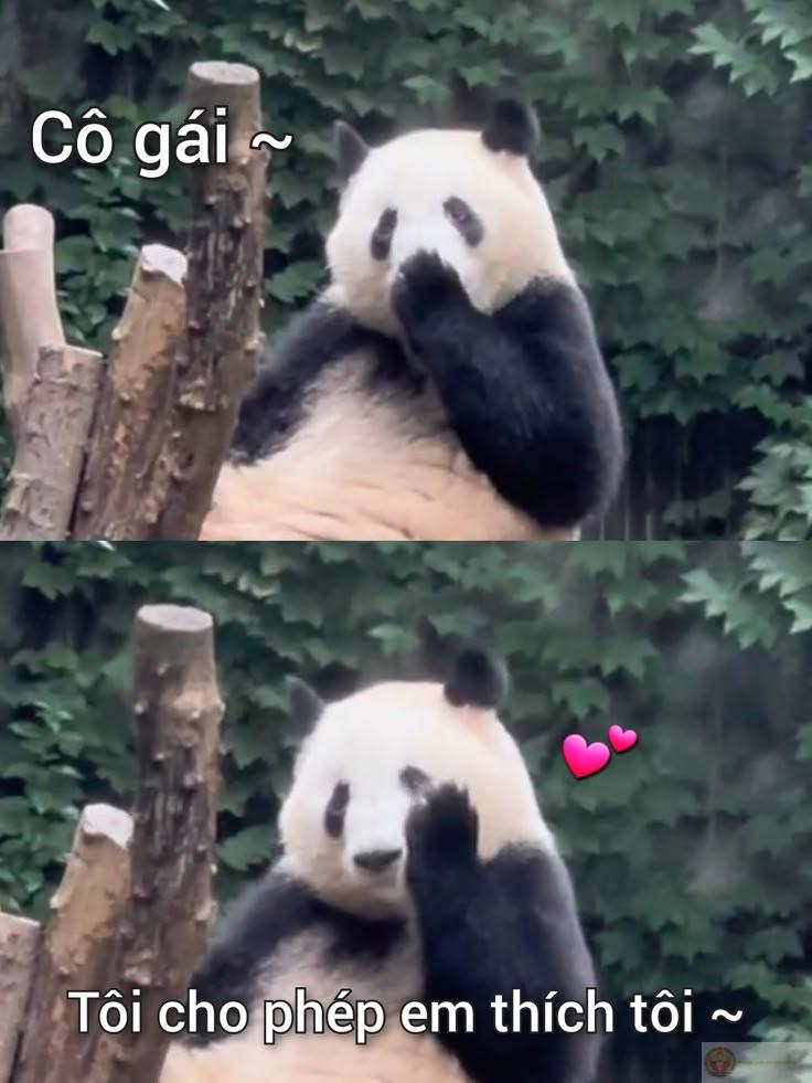 Gặp chuyện buồn thì nói với gấu trúc một câu