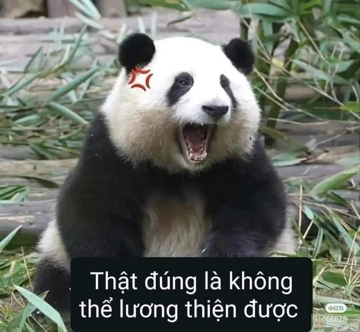 Đừng làm gấu trúc phải tỏ ra không cần nữa