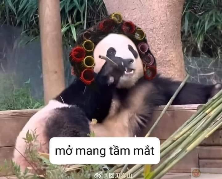 Đừng nói gấu trúc vô cảm, chỉ là ít biểu hiện