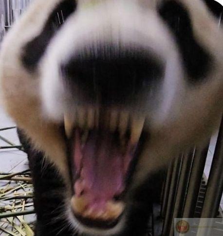 Gấu trúc không hay nói, nhưng nhớ thì nhớ dai