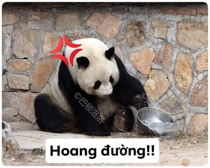 Gấu trúc hôm nay mệt tim vì nhớ người ta