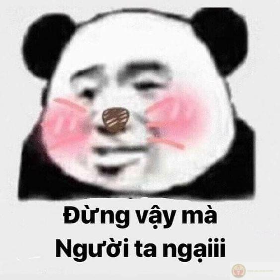 Meme gấu trúc đánh