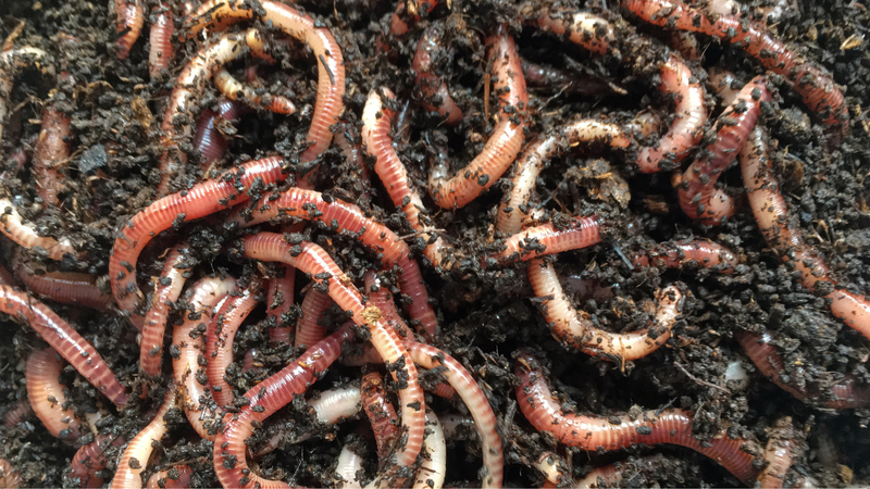 Giun đốt mang lại lợi ích gì cho con người? 2