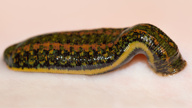 Giun đốt mang lại lợi ích gì cho con người? 4