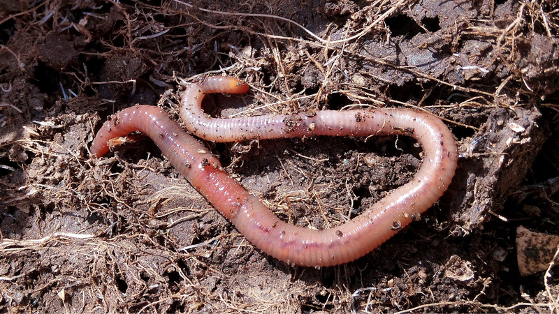 Giun đốt mang lại lợi ích gì cho con người?