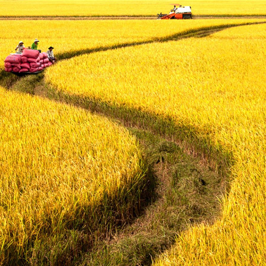 Ảnh đồng quê thanh bình có đàn trâu thung thăng gặm cỏ