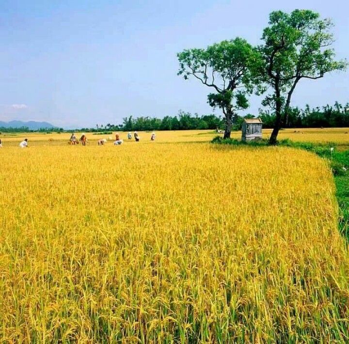 Cảnh đồng quê chiều tà ánh nắng phủ vàng cánh đồng lúa