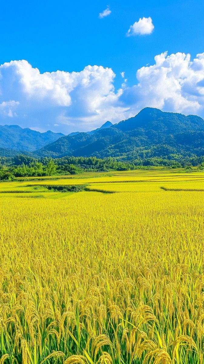 Cảnh đồng quê rợp lúa bát ngát