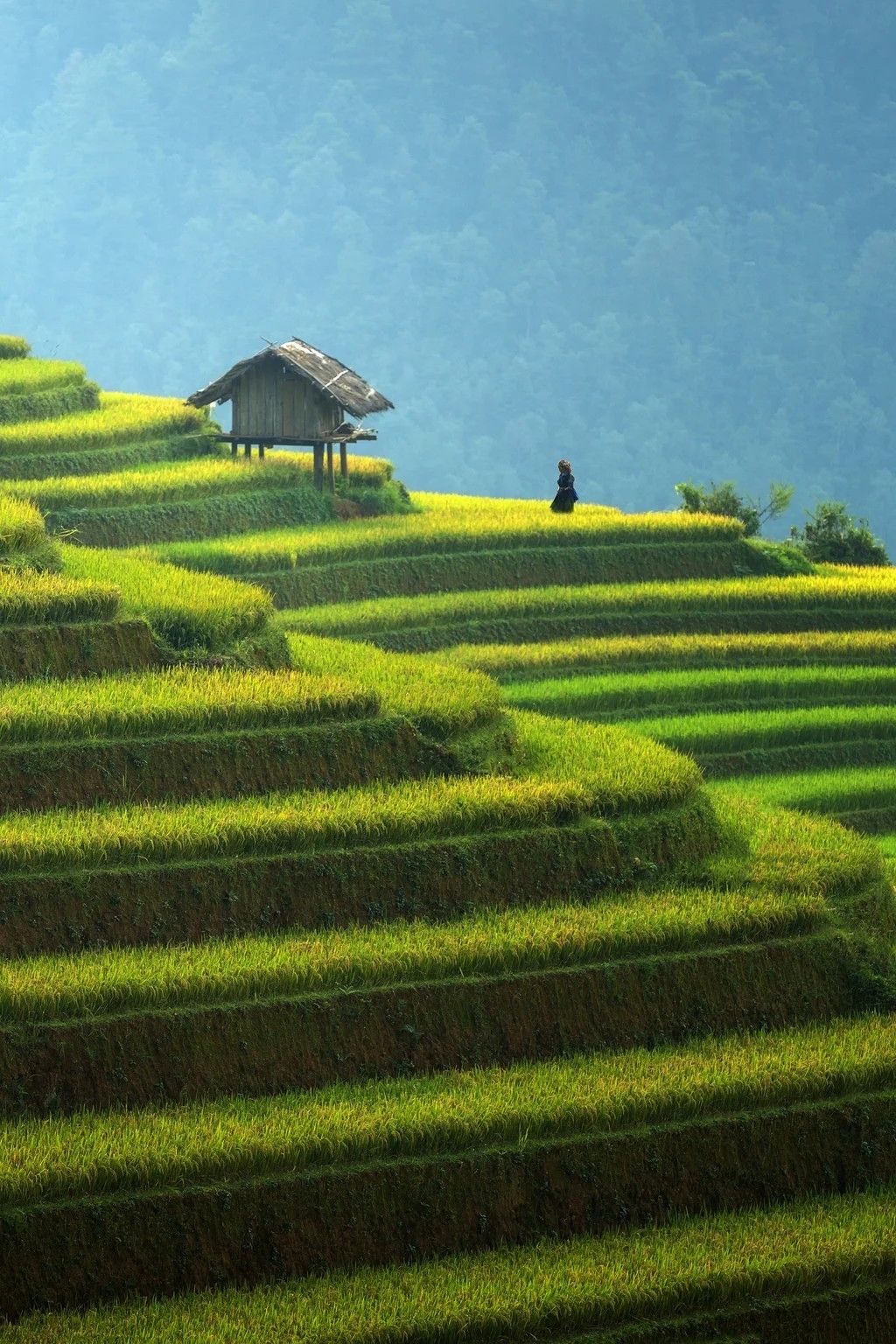 Hình ảnh làng quê yên bình với ruộng bậc thang trập trũng núi đồi