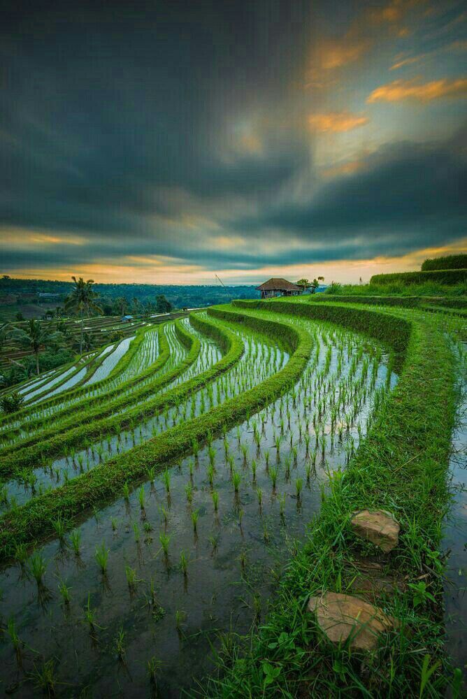 Hình ảnh làng quê thanh bình với ruộng bậc thang mây phủ trắng