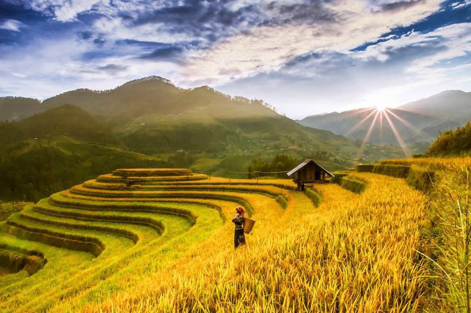 Ảnh đồng quê chill với ruộng bậc thang xanh non mơn mởn