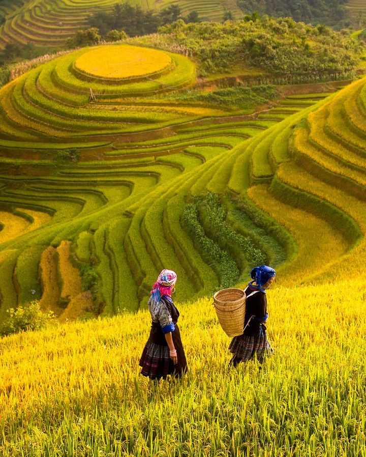 Hình nền quê hương việt nam là ruộng bậc thang ẩn giữa núi rừng