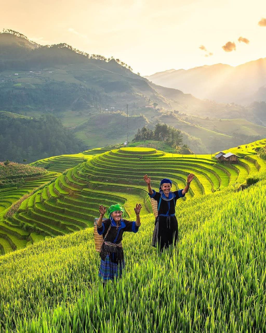 Ảnh đồng quê hiện lên qua từng bậc thang phủ lúa vàng óng