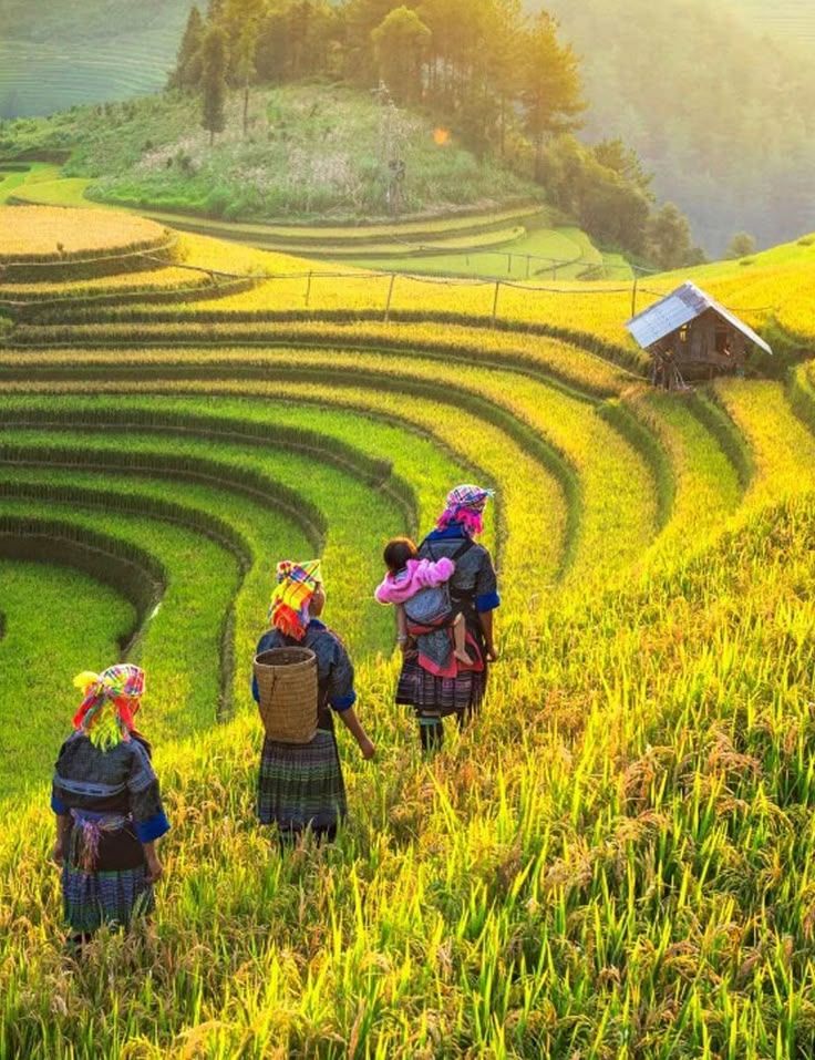 Hình ảnh làng quê yên bình có ruộng bậc thang mờ trong sương