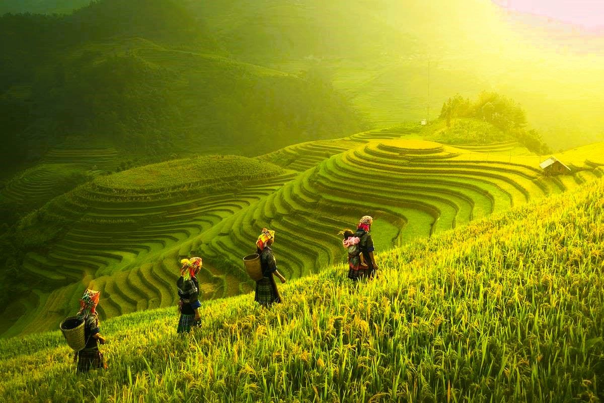 Ảnh đồng quê chill nhìn từ lưng đồi lúa trải dài tầng lớp