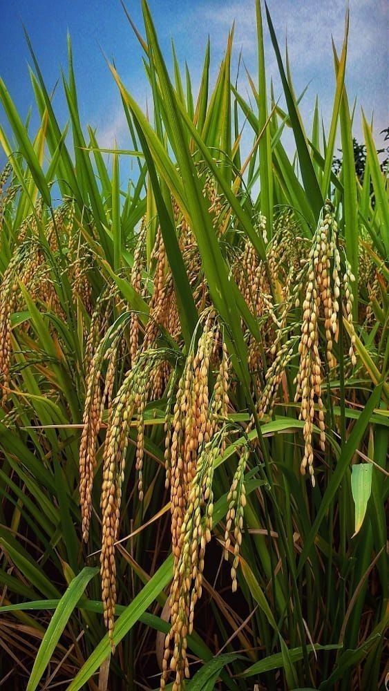 Cảnh quê yên bình thơm lúa chín