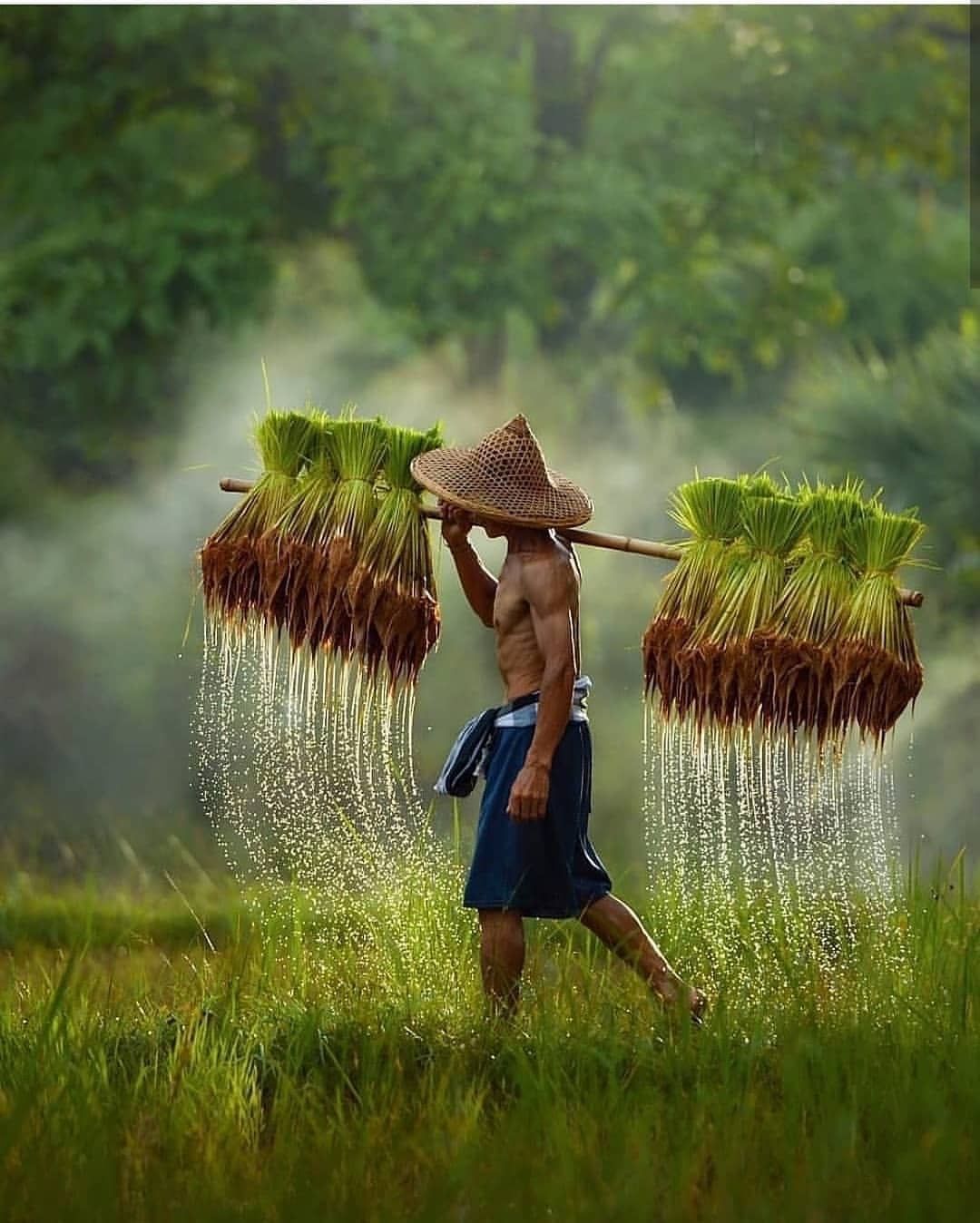 Cảnh quê yên bình vì có bố ở đó