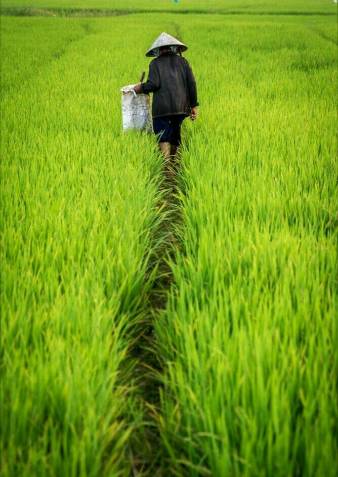 Hình ảnh đồng quê đẹp nhất màu lúa xanh