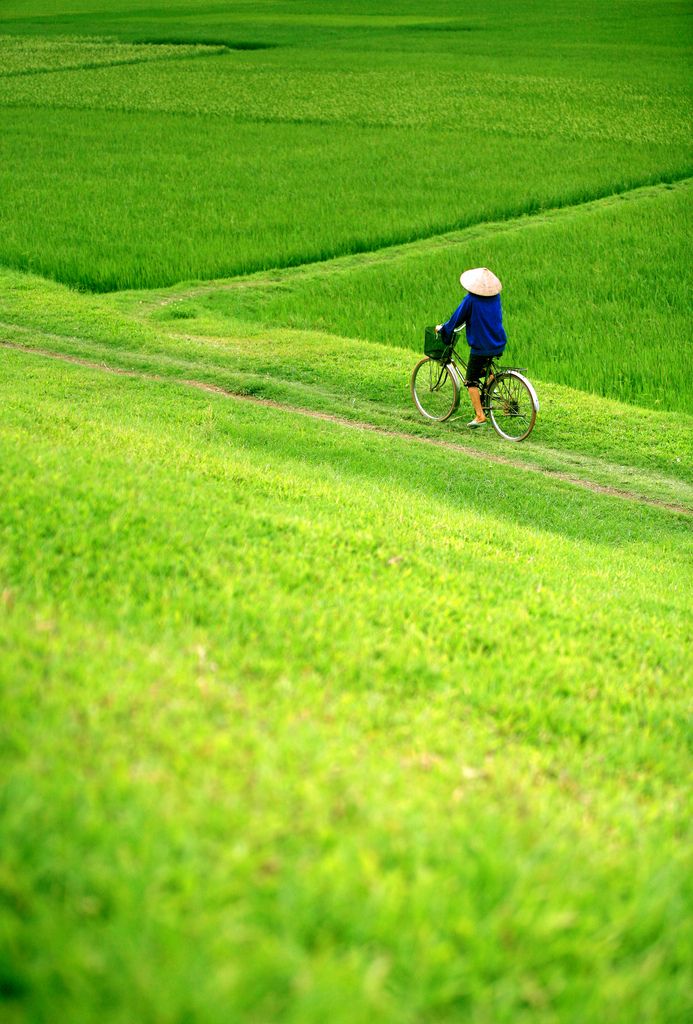 Mùi bòng lúa thơm trên đồng quê