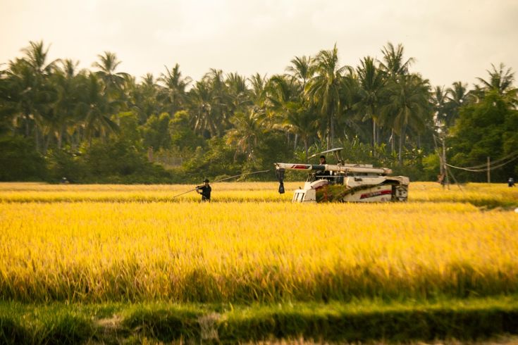 Ảnh đồng quê đẹp với lũy tre và mái nhà tranh cọ