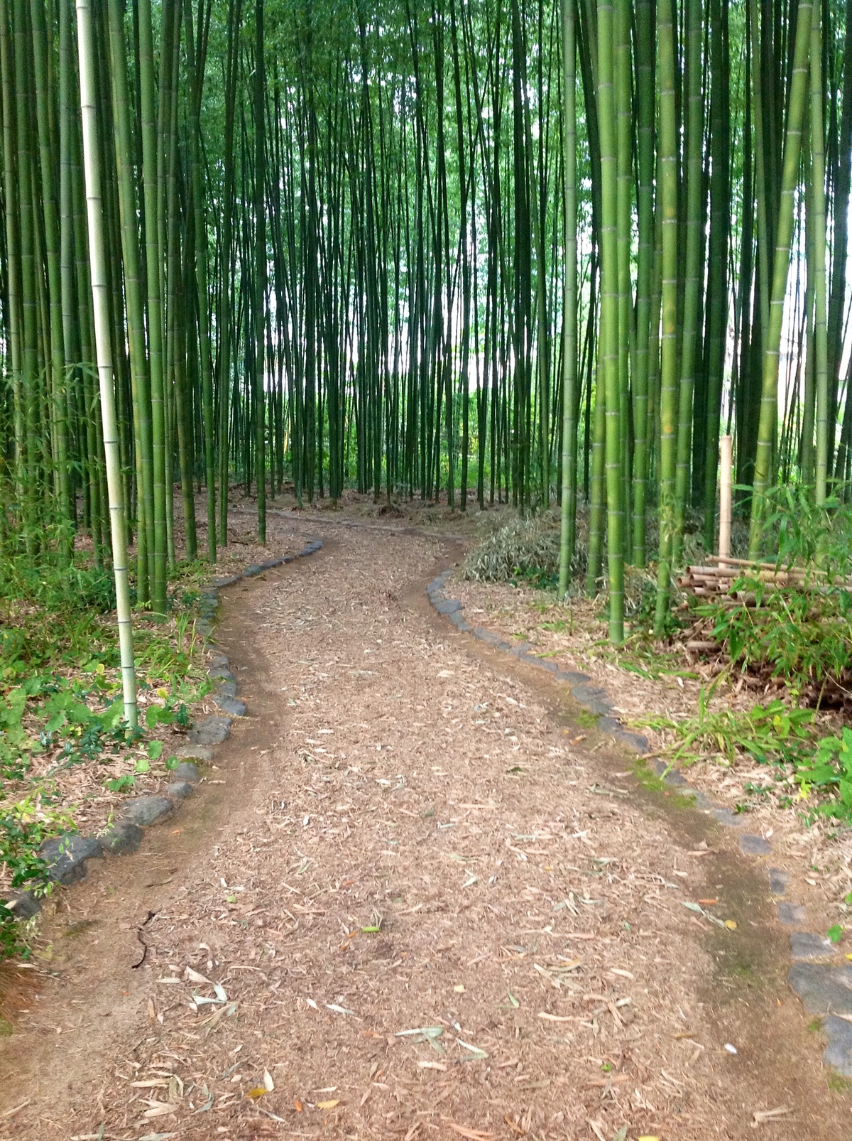 Hình ảnh làng quê yên bình hiện rõ quá hàng tre cổ thụ