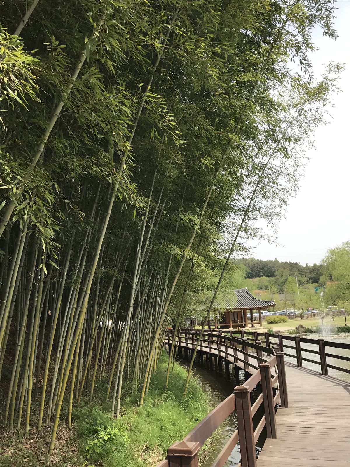 Ảnh đồng quê gợi nhớ tuổi thơ với lũy tre và con trâu