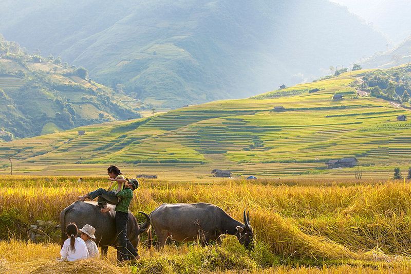 Hình ảnh làng quê yên bình có hàng cau cao vút trong gió