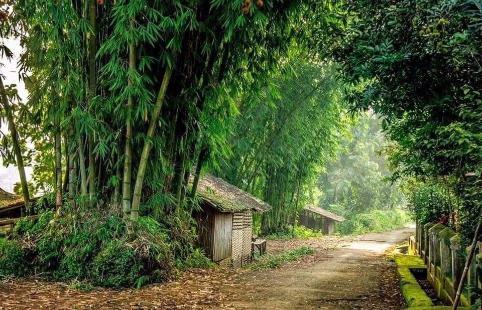 Ảnh đồng quê có lũy tre già rì rào trong gió nhẹ