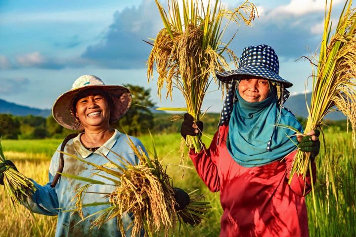 Cảnh đồng quê mùa gặt lúa chín vàng rượm cả cánh đồng