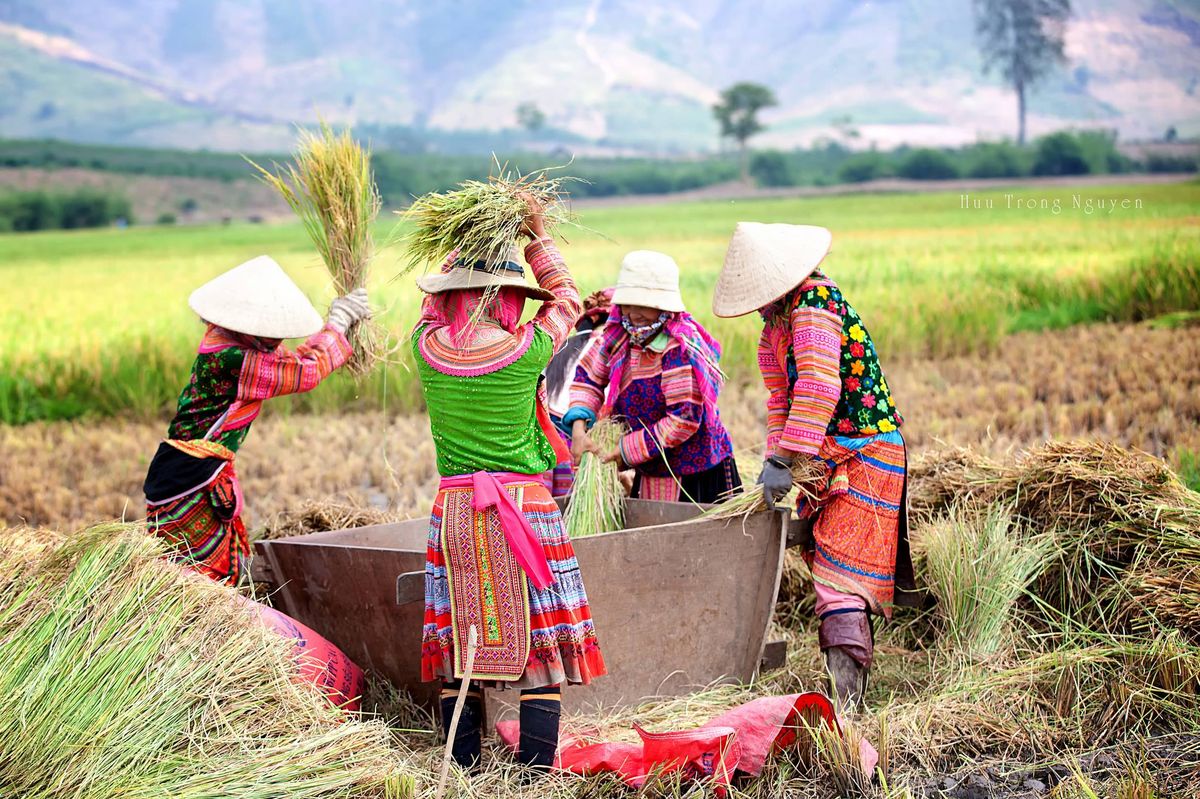 Cảnh quê yên bình với mái nhà tranh in bóng chiều